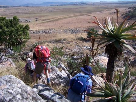 Themeda01.jpg, 44252 bytes