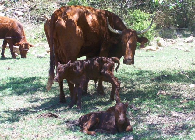 Tierfontein02.jpg, 140030 bytes